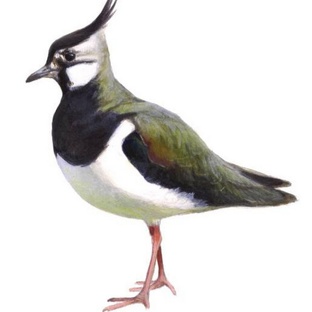 Чибис: птица с криком, который будит весну