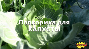 Подкормка капусты