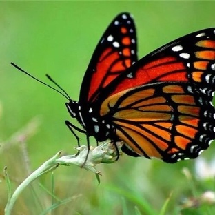 Бабочки: тайны от гусеницы до полёта