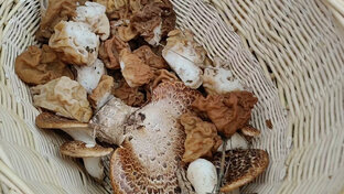 Грибы статьи