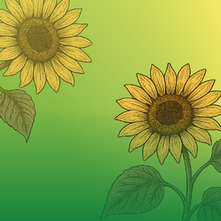 Заразиха. Стоп!