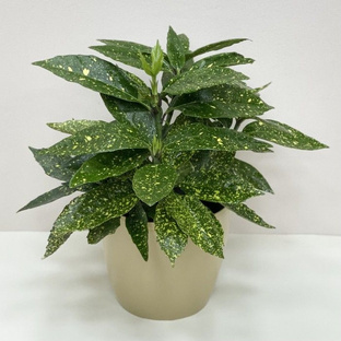 Растения. 🌱 Для благополучия.🌸🌹🌺