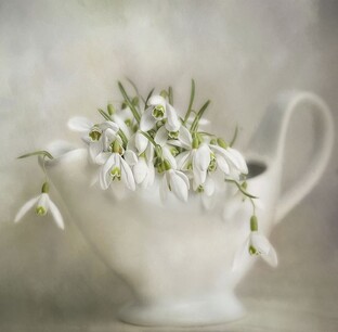 ТворинкиОтАринки