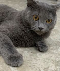 Мой кот нико который меня любит 