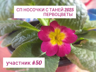 СП Носочки с Таней 2025