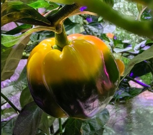 Перцы - сорта и виды.