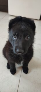 Багира. ВЕО