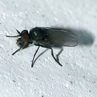 Мошка: крошечный враг или гений выживания?