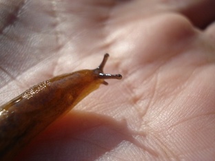 Просто Света