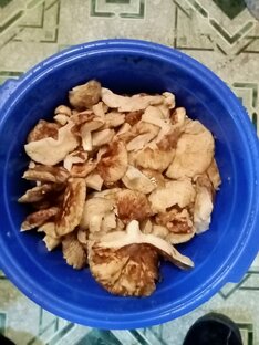 Поход за грибами сезон 2023