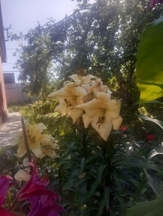 Лилии моего сада