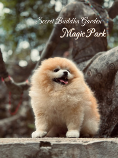 о. Самуи 2026, Тайланд