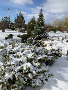 Хвойные в саду