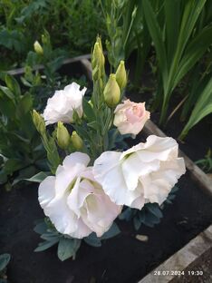 Эустомы и другие цветочки