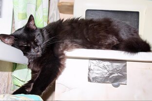 Женщина с котом