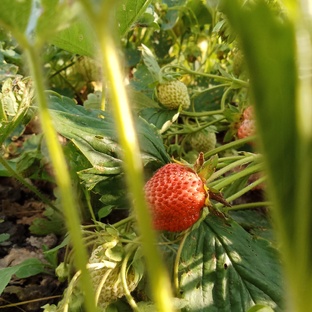 Вайб лето 2025