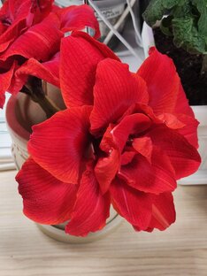 Гиппеаструмы(Hippeastrum )коллекция 