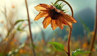 Эректильная дисфункция