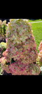 Моя коллекция гортензий