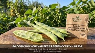 Фасоль