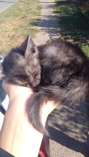 Котенок Майя