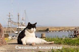 🐶 СМЕШНОЕ ПРО ЖИВОТНЫХ 😺 