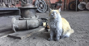 Дураки и работа