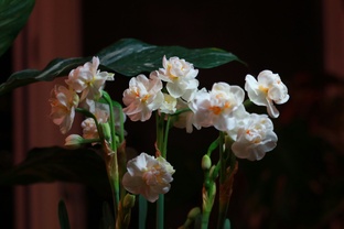 Нарциссы (НРЛ)