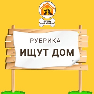 СОБАЧКИ ИЩУТ ДОМ ❤️