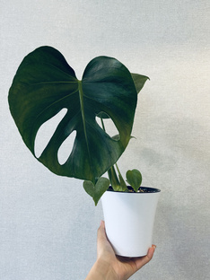 Подборки растений