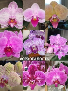 ПОЛОСАТЫЕ орхидеи фаленопсис орхосадика