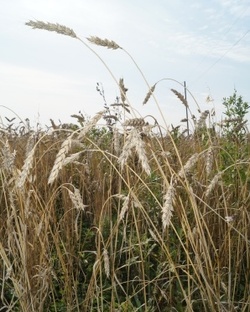 Сельское хозяйство 