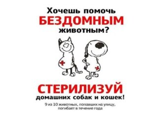 Стерилизация бездомных животных