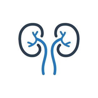 О мочевыделительной системе