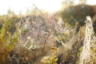Паучье творчество