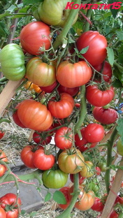 О томатах с любовью 