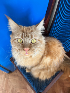 Советы🐈