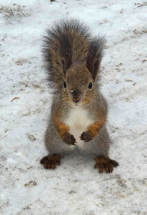 Про белочек и синичек
