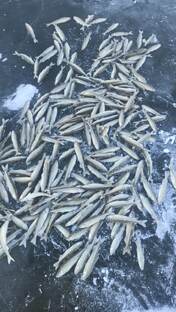 А на Сахалине корюшка пошла.