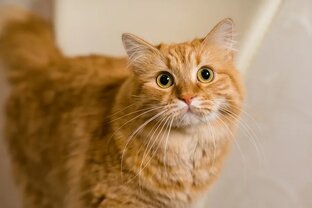 Приключения кота Тиграши