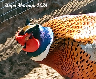 Фазаны + перепелки, КУРЫ и попугаи 