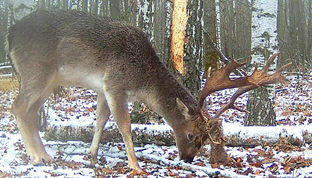 Фотоловушка в лесу