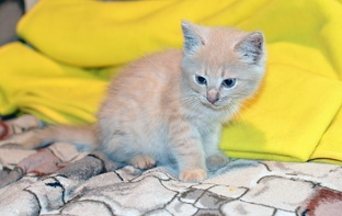 Котенок Ной