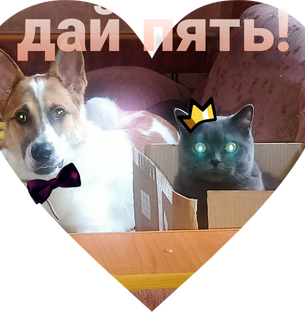 Смешные кадры Шельмы и Феникса
