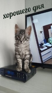 Про котика с помойки и других.