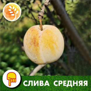 Сливы среднего срока созревания