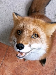 Дневник лисы