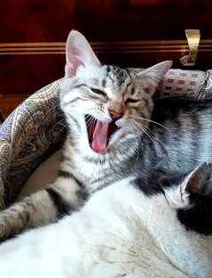 Мои КотоПёсы