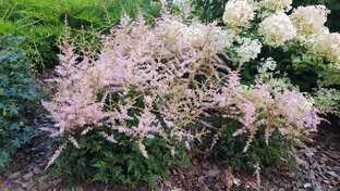 Многолетники