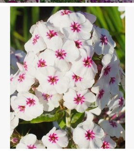 Многолетники с саду. 